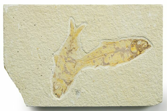 Limestone with Two Fossil Fish (Knightia) - Wyoming #363821